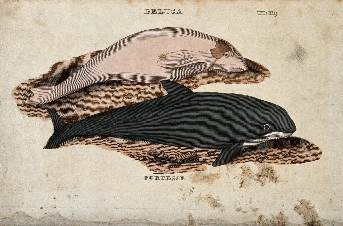 Gravura antiga colorida com uma baleia branca deitada na parte de cima e um cetáceo escuro de focinho curto embaixo, sobre um fundo de areia.