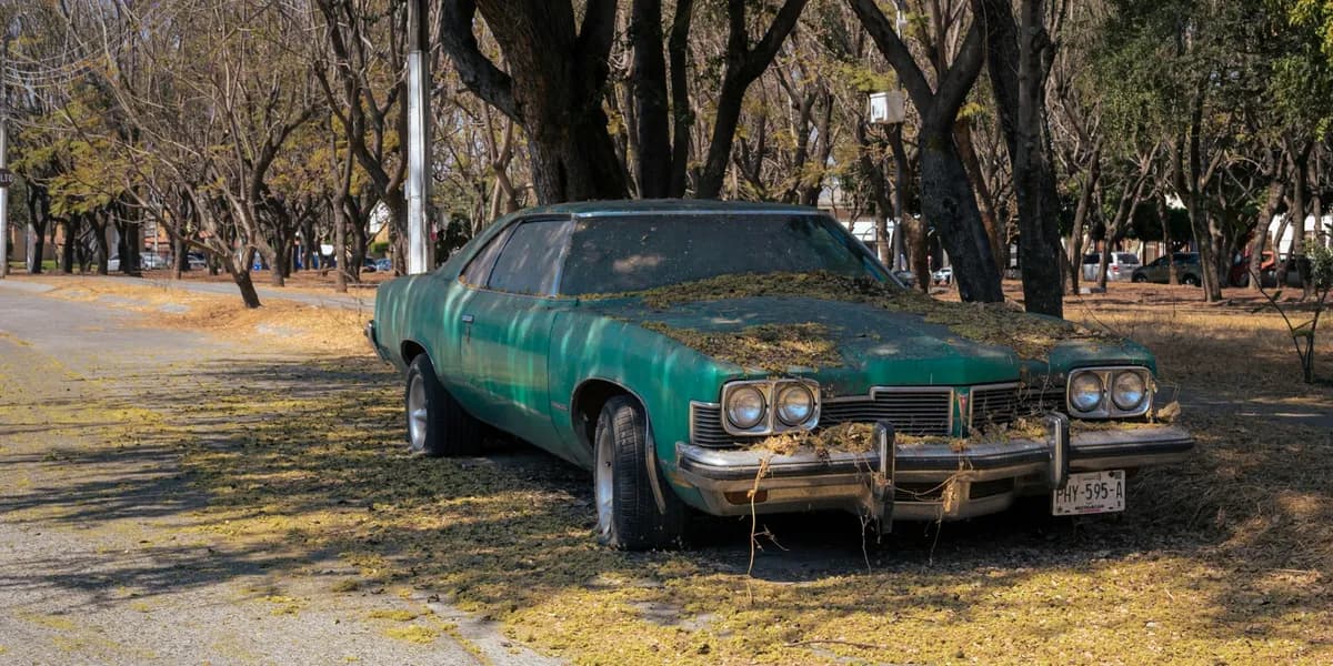 Sedã verde antigo parado na beira de uma rua arborizada, com pneus murchos e o capô e o para-brisa cobertos de folhas secas.
