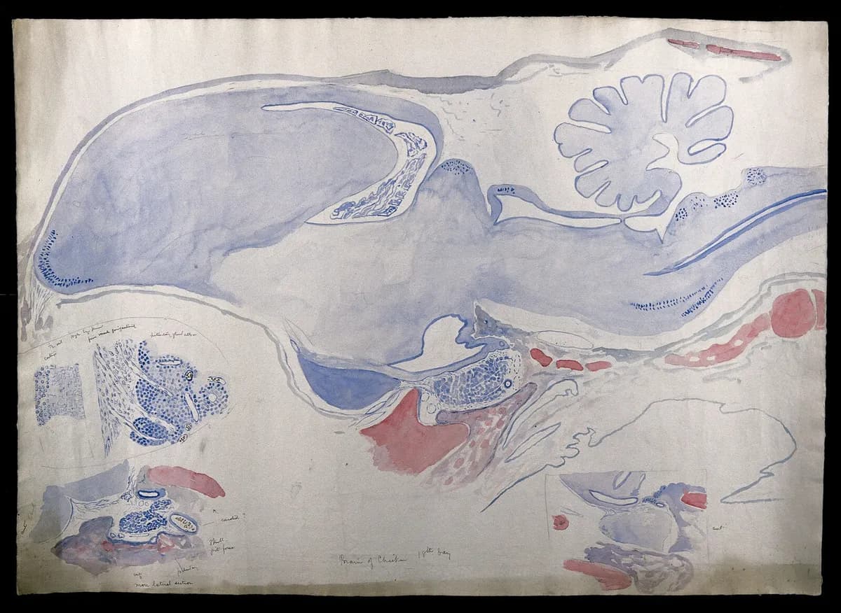 Aquarela em tons de azul e rosa com um grande corte longitudinal de um encéfalo de ave e três desenhos menores de dissecação nos cantos inferiores, com anotações a lápis.
