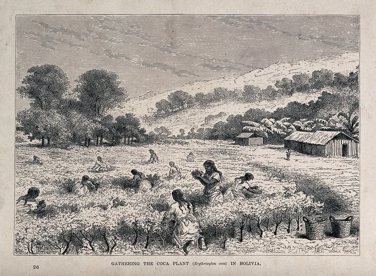 Gravura em preto e branco de um campo de arbustos baixos onde várias mulheres, agachadas ou de pé, colhem folhas; ao fundo, cestos, casas de madeira e morros.