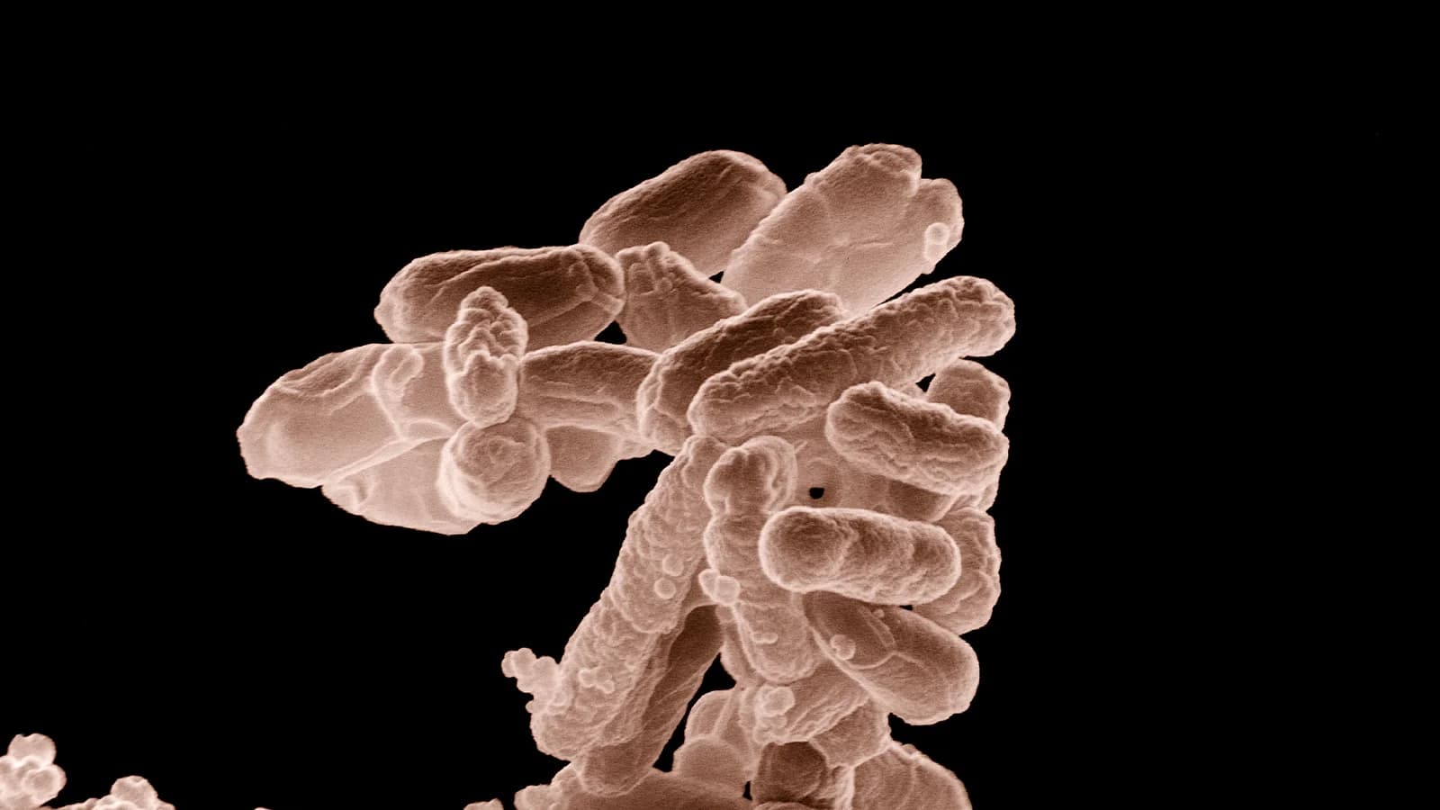 Imagem de microscopia eletrônica mostrando bactérias Escherichia coli ampliadas dez mil vezes, com coloração digital.