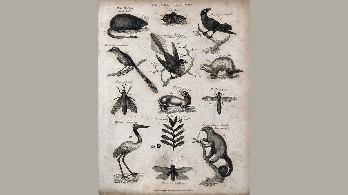 Prancha antiga em preto e branco com treze animais e plantas desenhados e numerados; no alto, ao centro, um pequeno roedor de corpo malhado identificado como Mus lemmus; no meio, um arminho de corpo alongado.