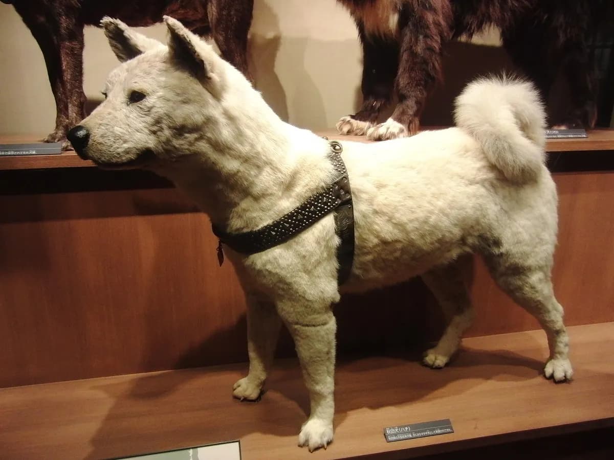 Cão akita empalhado, de pelagem clara, em pé dentro de uma vitrine de museu.