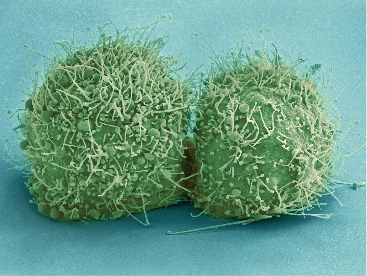 Células HeLa em cultura vistas ao microscópio de fluorescência, com núcleos em azul e citoesqueleto em verde e vermelho.