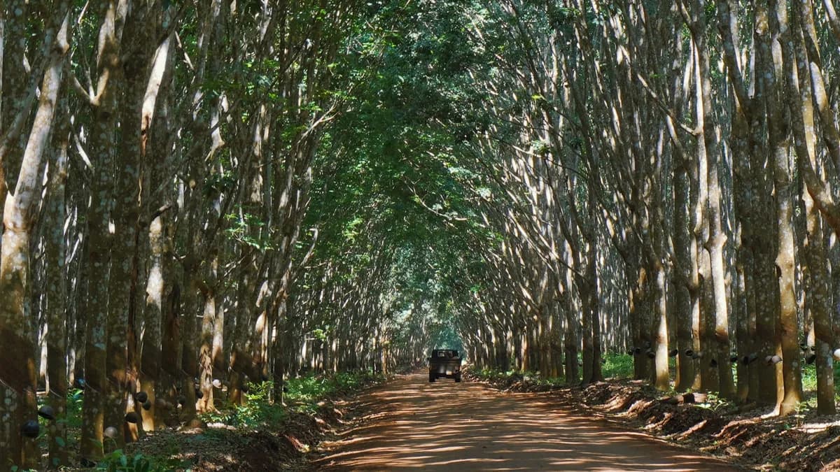 Estrada de terra vermelha entre fileiras retas e densas de troncos finos de seringueiras, com as copas se fechando no alto e uma caminhonete ao fundo.