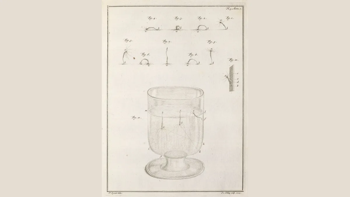Gravura em cobre com pequenos pólipos de corpo fino e tentáculos, desenhados em várias posições no alto da página, e um copo de vidro com água onde outros pólipos pendem da superfície.