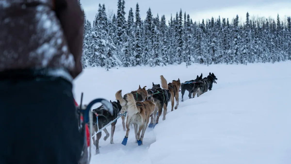 Fila de cães de trenó com botinhas azuis correndo numa trilha de neve funda, vistos de trás do trenó, com um bosque de pinheiros cobertos de neve ao fundo.