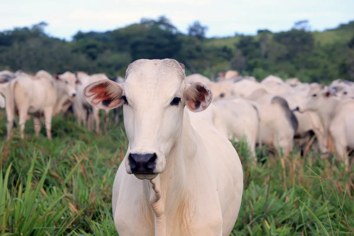 Vaca de pelagem branca e orelhas grandes olhando para a câmera, em pé no capim alto, com outras do rebanho atrás e mata ao fundo.