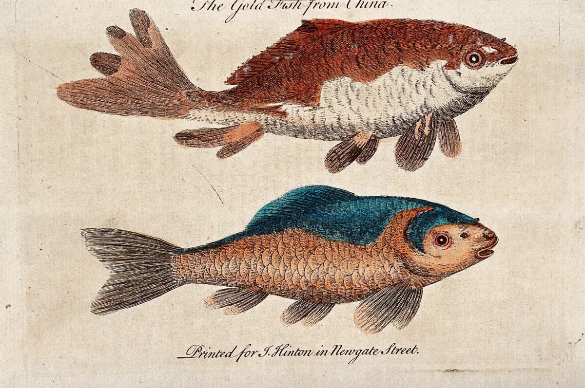 Gravura colorida à mão com dois peixes de perfil sobre papel envelhecido: o de cima marrom-avermelhado com ventre branco, o de baixo com dorso azul e corpo alaranjado com escamas desenhadas.