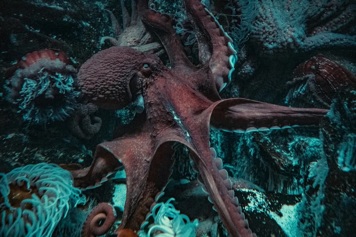 Polvo avermelhado com os oito braços abertos sobre rochas no fundo do mar, cercado de anêmonas.